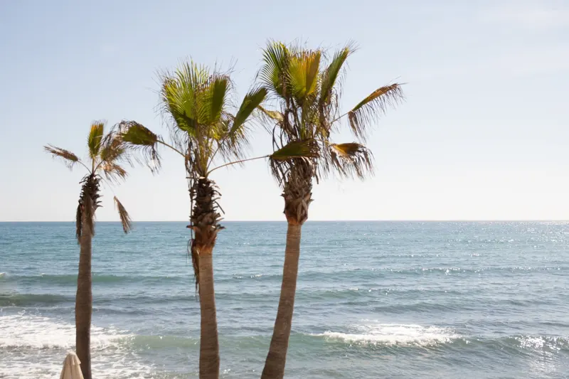 Marbella palm trees beach